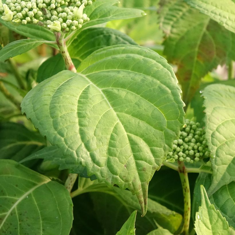 Hydrangea macrophylla Veitchii (Foliage)