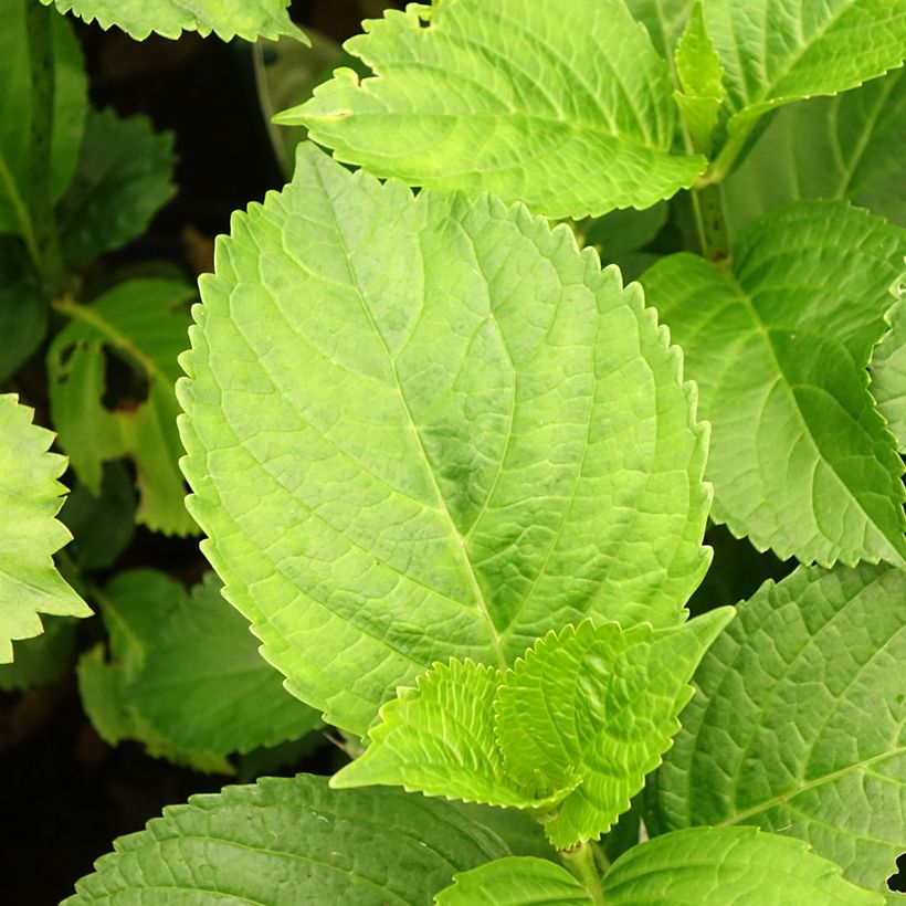 Hydrangea macrophylla Verdi (Foliage)