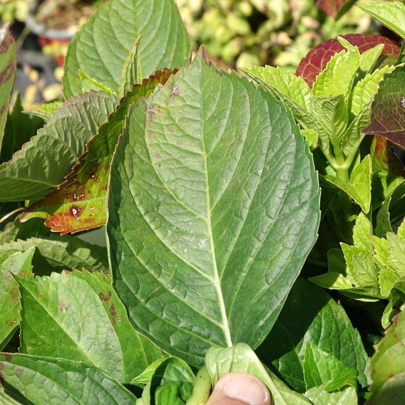 Hydrangea macrophylla Love - Mophead Hydrangea (Foliage)
