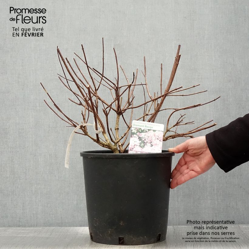 Hortensia - Hydrangea paniculata Diamant Rouge en pot de 10L sample as delivered in winter