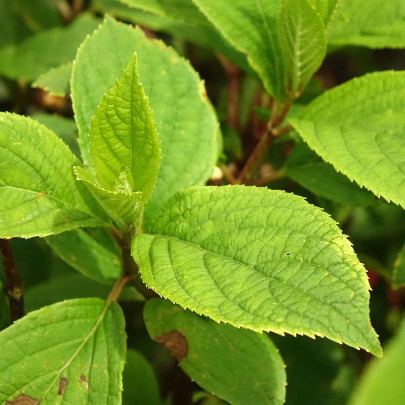 Hydrangea paniculata Hercules (Foliage)