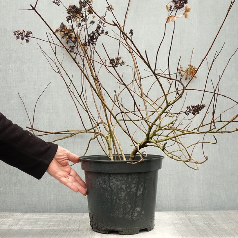 Hydrangea paniculata Kyushu 7.5L/10L pot sample as delivered in autumn