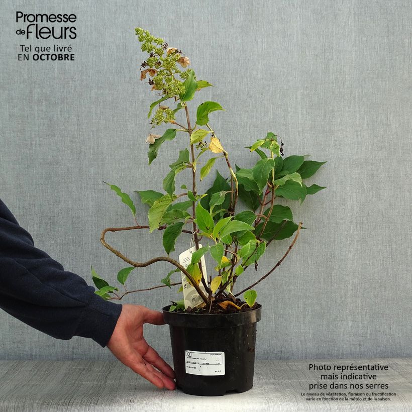 Hortensia - Hydrangea paniculata Kyushu en pot de 3,5L sample as delivered in autumn