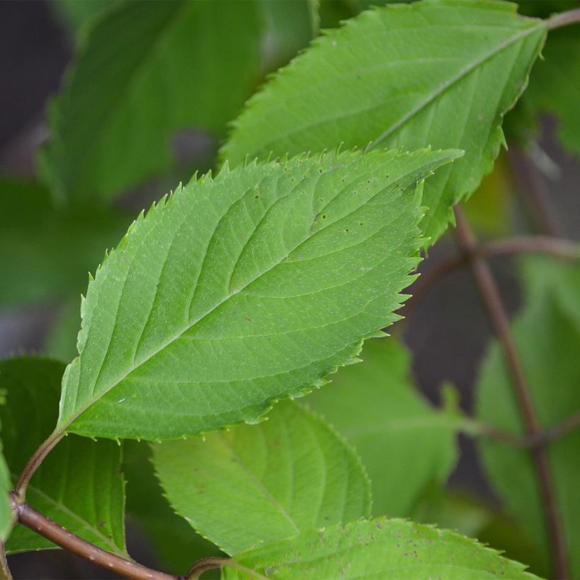 Hydrangea paniculata Levana (Foliage)