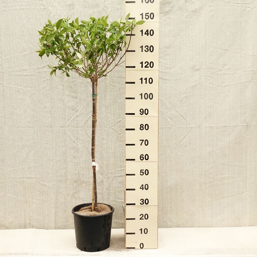 Hydrangea paniculata Limelight - Hortensia paniculé Pot de 12L/15L, Tige de 90 cmHauteur livrée env. 90/+cm sample as delivered in spring