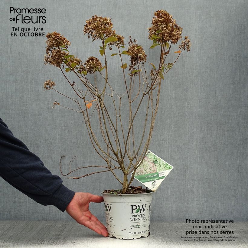 Hortensia - Hydrangea paniculata Little Lime Pot de 3,5L sample as delivered in autumn