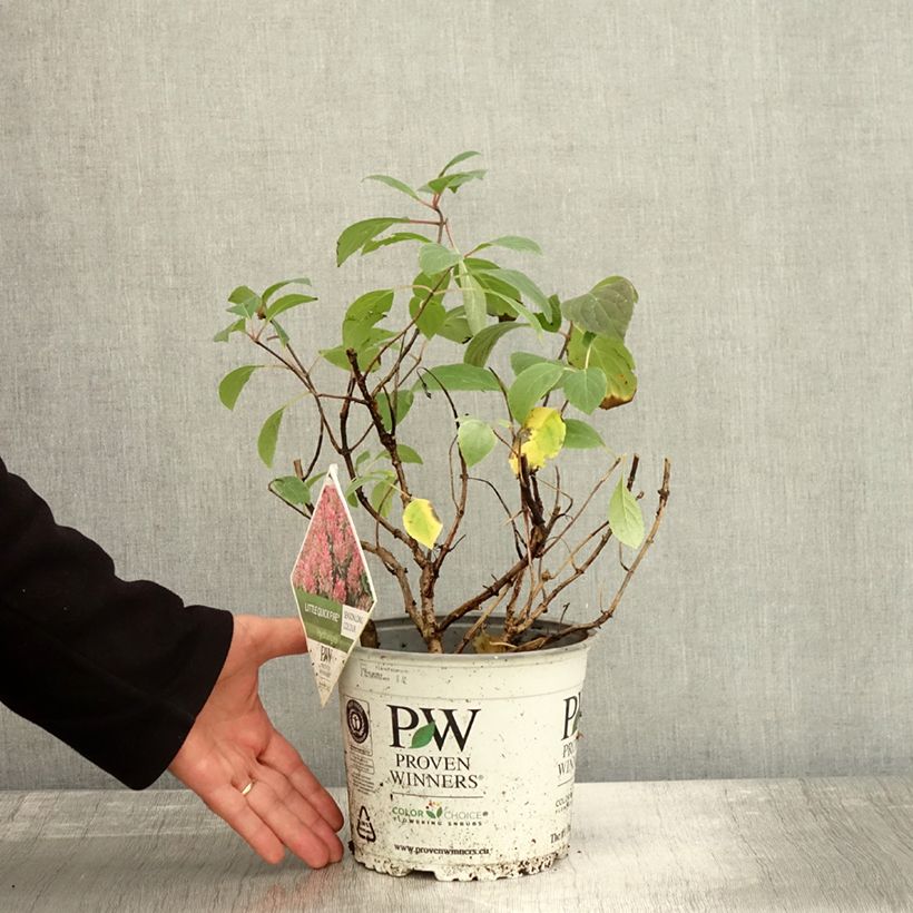 Hydrangea paniculata Little Quick Fire 3L/4L pot sample as delivered in autumn