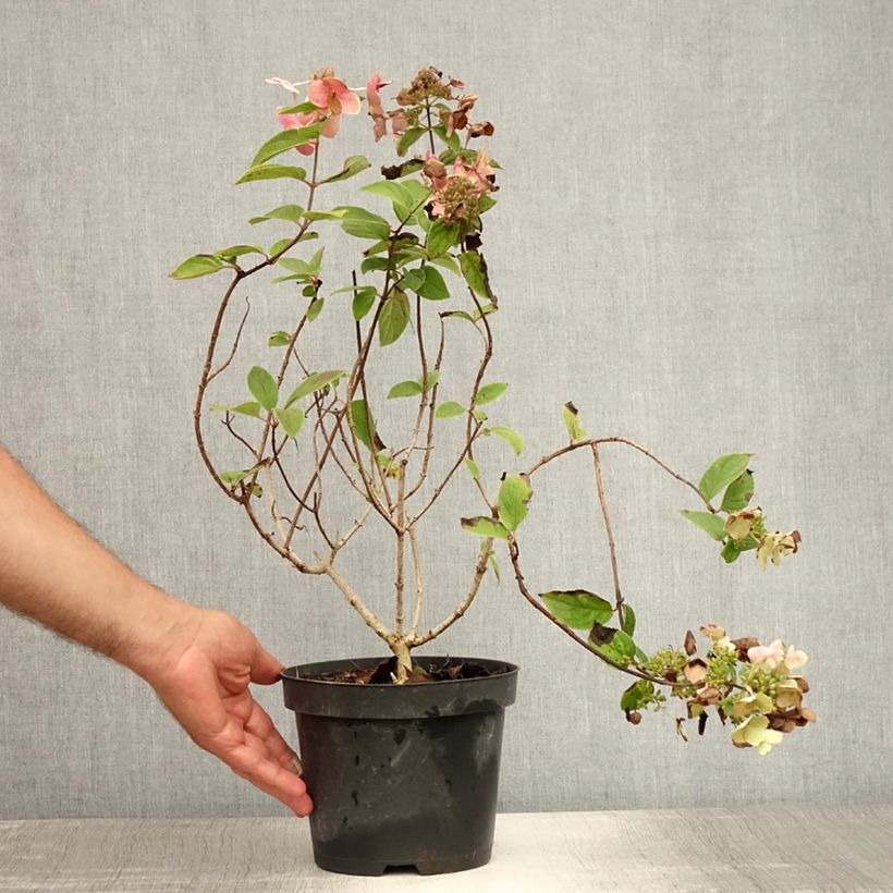 Hydrangea paniculata Mega Mindy 2L/3L pot sample as delivered in summer