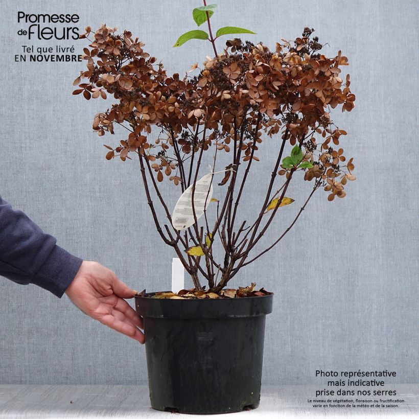 Hortensia - Hydrangea paniculata Pastelgreen en pot de 7,5L sample as delivered in autumn