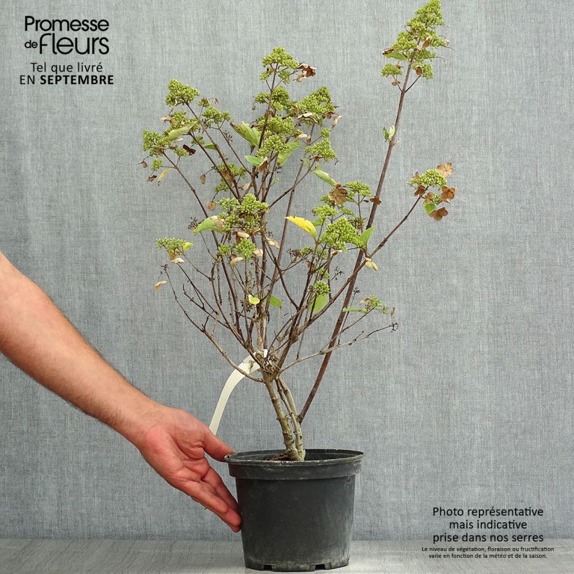 Hydrangea paniculata Prim White sample as delivered in summer
