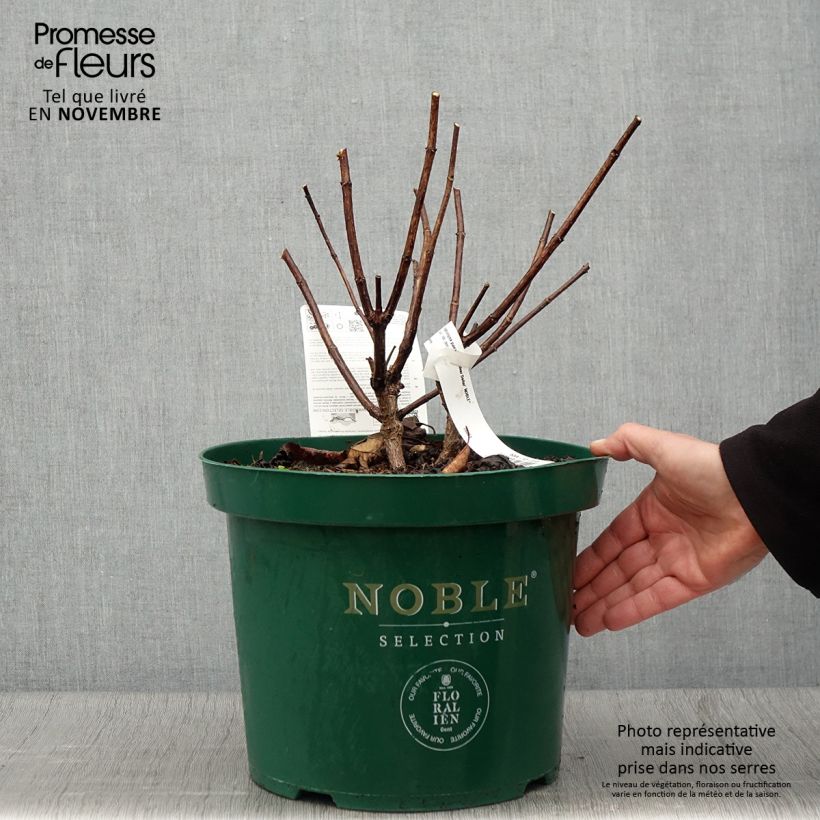 Hortensia - Hydrangea paniculata Silver Dollar en pot de 7,5/10 L sample as delivered in autumn