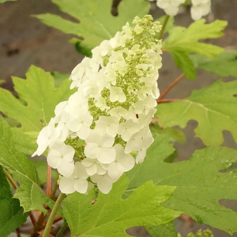 Hydrangea quercifolia Applause (Flowering)