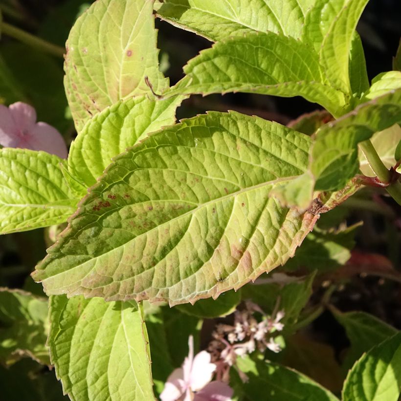 Hydrangea serrata Bleuet (Foliage)