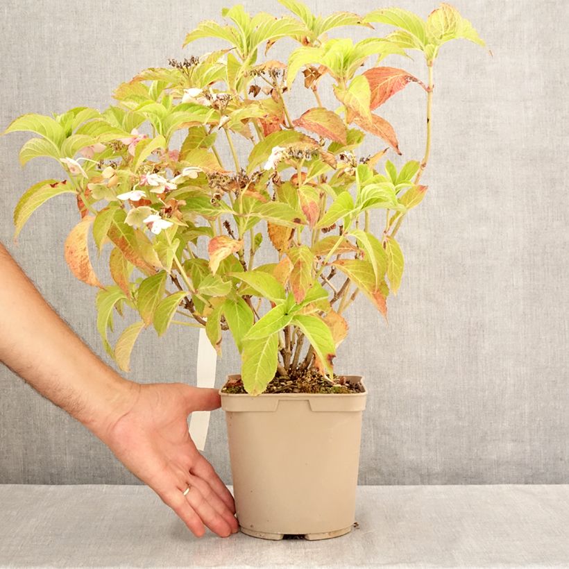 Hydrangea serrata Bleuet 3L/4L pot sample as delivered in summer