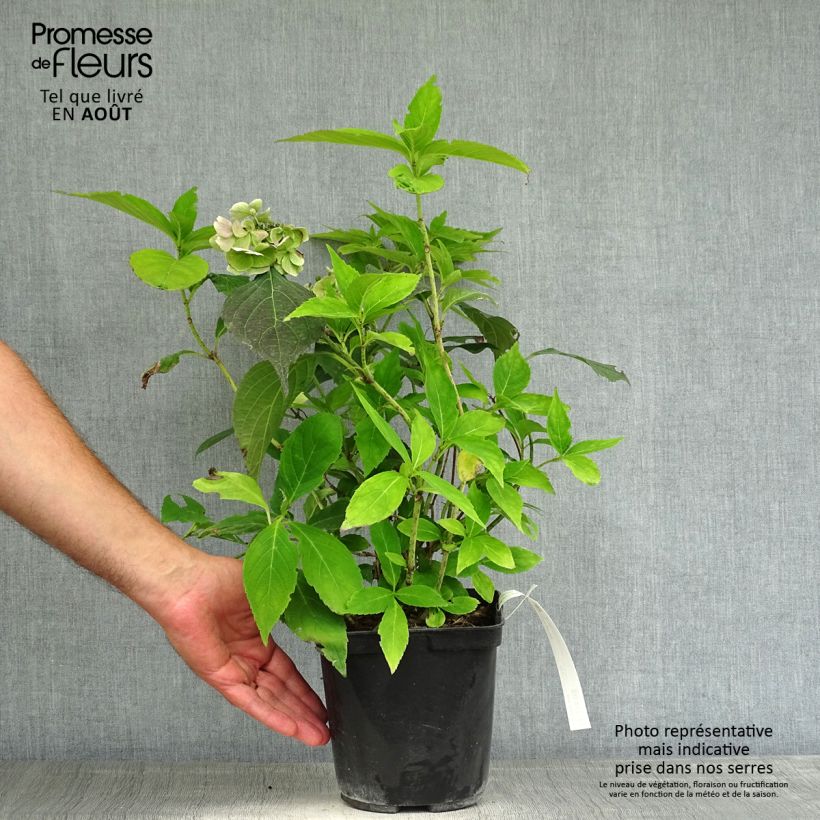 Hydrangea serrata Blue Deckle - Mountain Hydrangea 2L/3L pot sample as delivered in summer