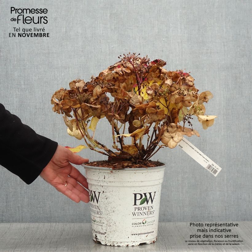 Hydrangea serrata Cotton Candy - Mountain Hydrangea 4L/5L pot sample as delivered in autumn