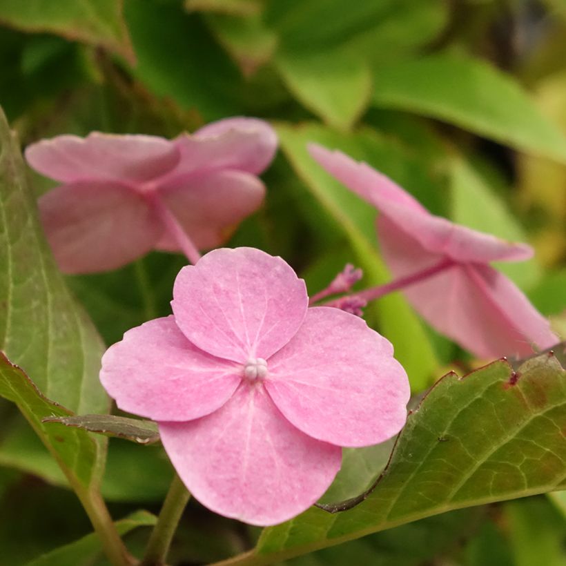 Hydrangea serrata Cotton Candy - Mountain Hydrangea (Flowering)