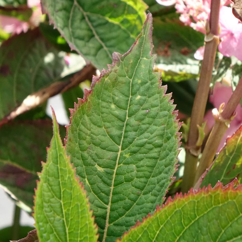 Hydrangea serrata Koreana - Mountain Hydrangea (Foliage)