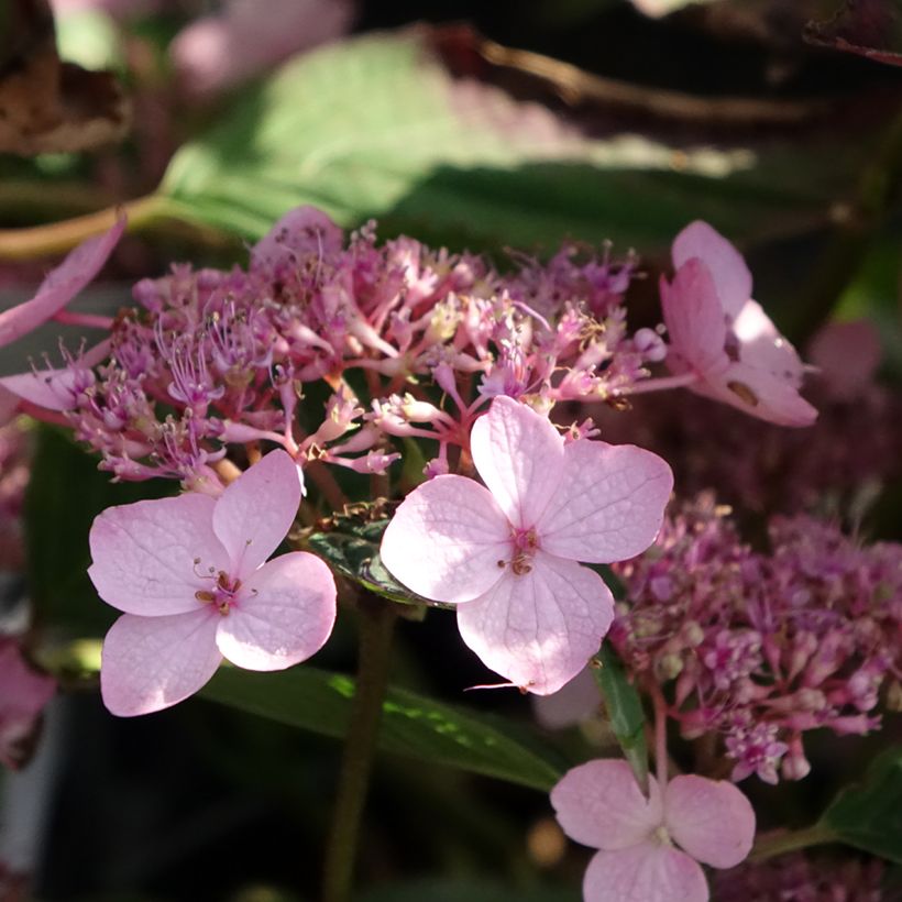 Hydrangea serrata Koreana - Mountain Hydrangea (Flowering)