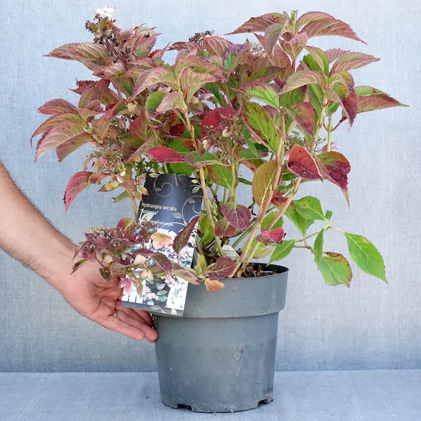 Hydrangea serrata Koreana - Mountain Hydrangea 6L/7L pot sample as delivered in summer