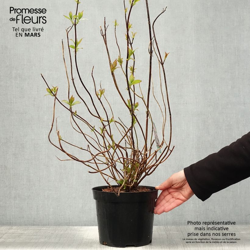Hydrangea serrata Oamacha - Mountain Hydrangea sample as delivered in spring
