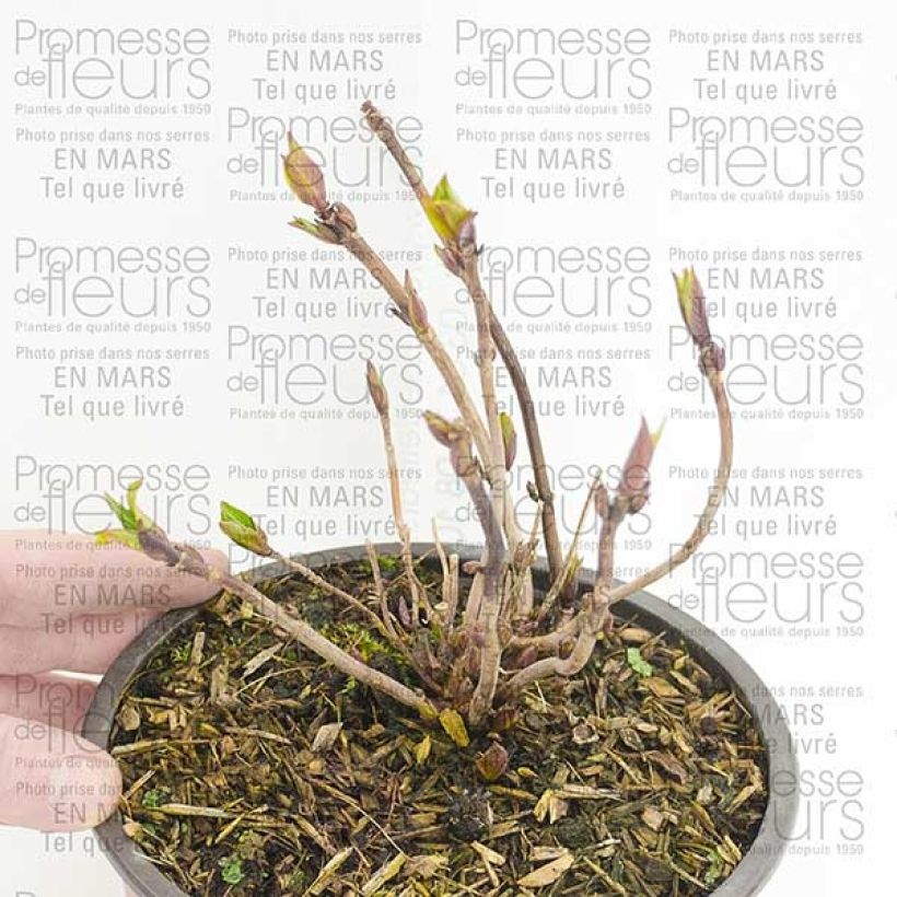 Example of Hydrangea serrata Santiago - Mountain Hydrangea specimen as delivered