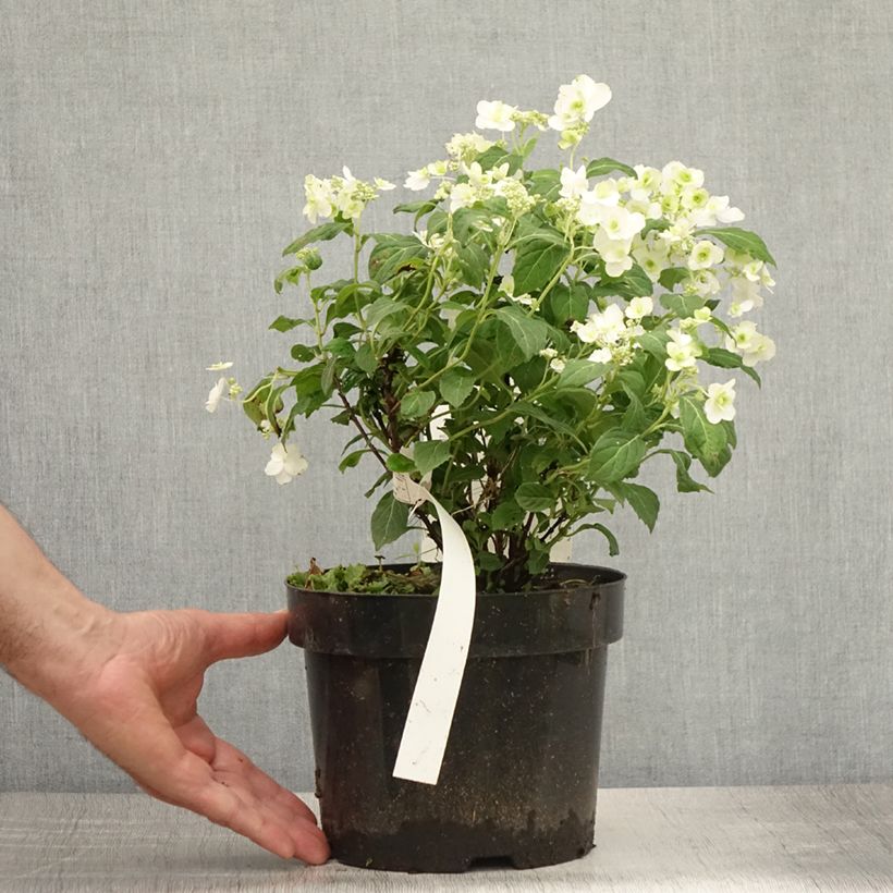 Hydrangea serrata White on White - Mountain Hydrangea 3L/4L pot sample as delivered in summer