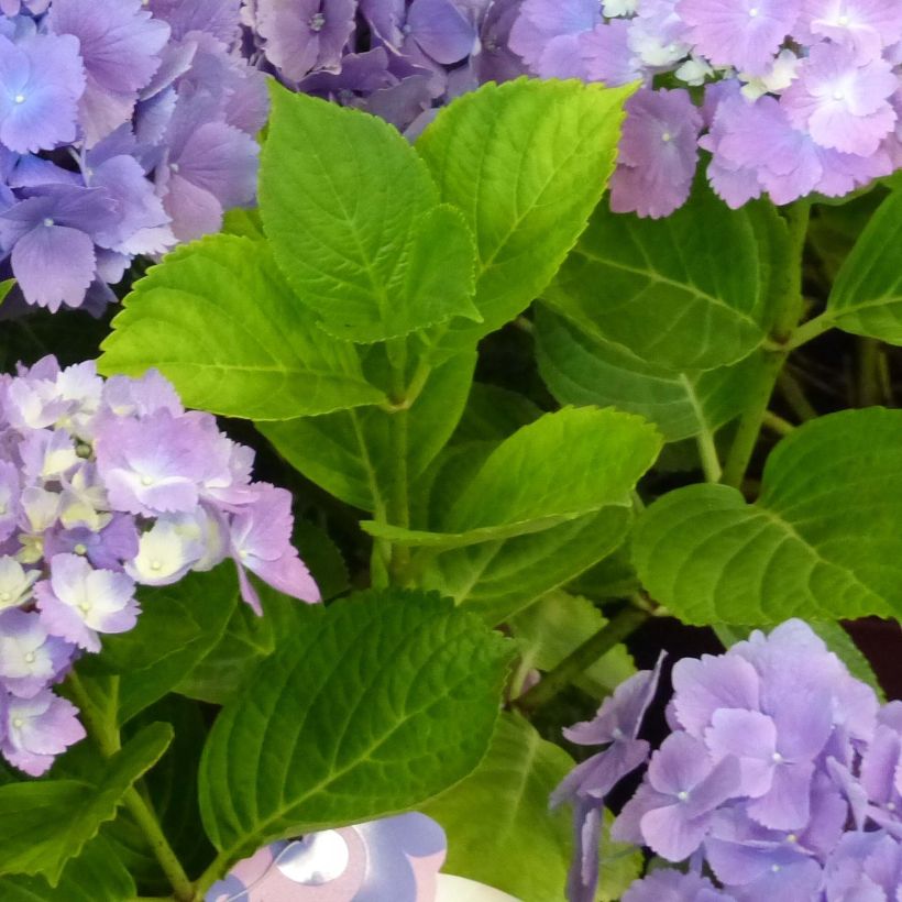 Hydrangea macrophylla L.A. Dreamin Lindsey Ann (Foliage)