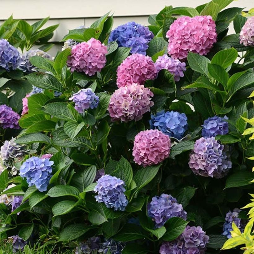 Hydrangea macrophylla L.A. Dreamin Lindsey Ann (Flowering)