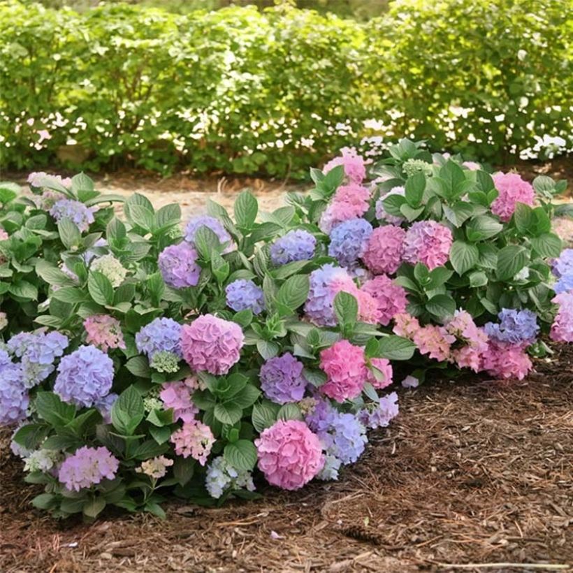 Hydrangea macrophylla L.A. Dreamin Lindsey Ann (Plant habit)