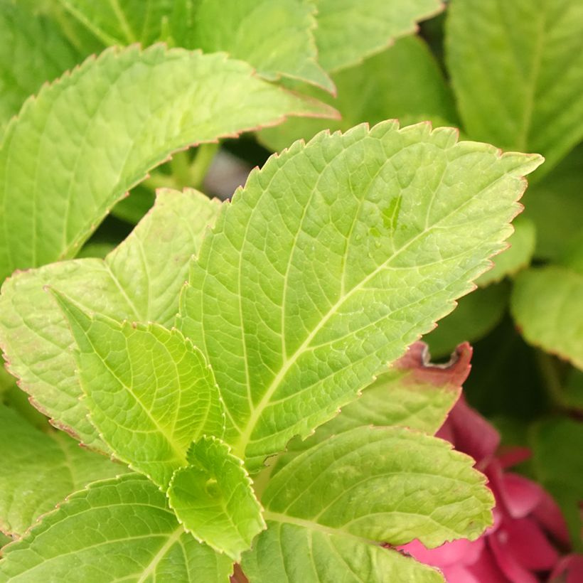 Hydrangea macrophylla Eughen Hahn (Foliage)