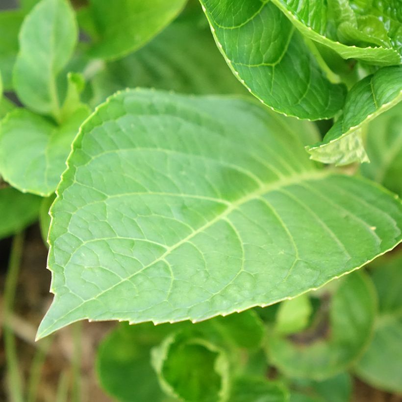 Hydrangea macrophylla King George V (Flowering)