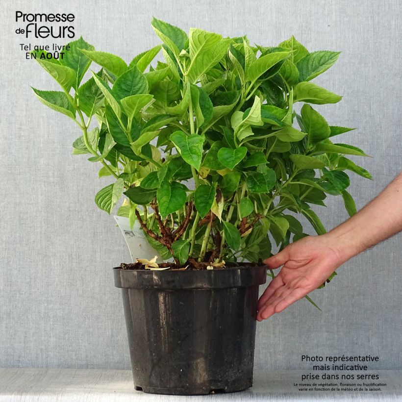 Hydrangea macrophylla King George V 7.5L/10L potShipped height around 50/60cm sample as delivered in summer