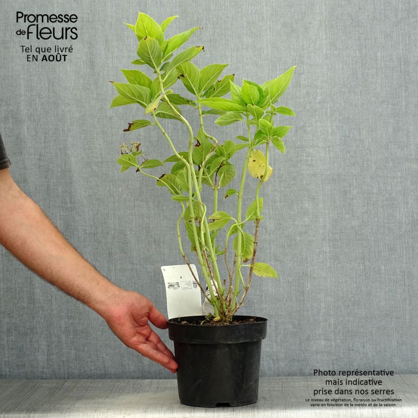 Hydrangea macrophylla Lanarth White 2L/3L pot sample as delivered in summer