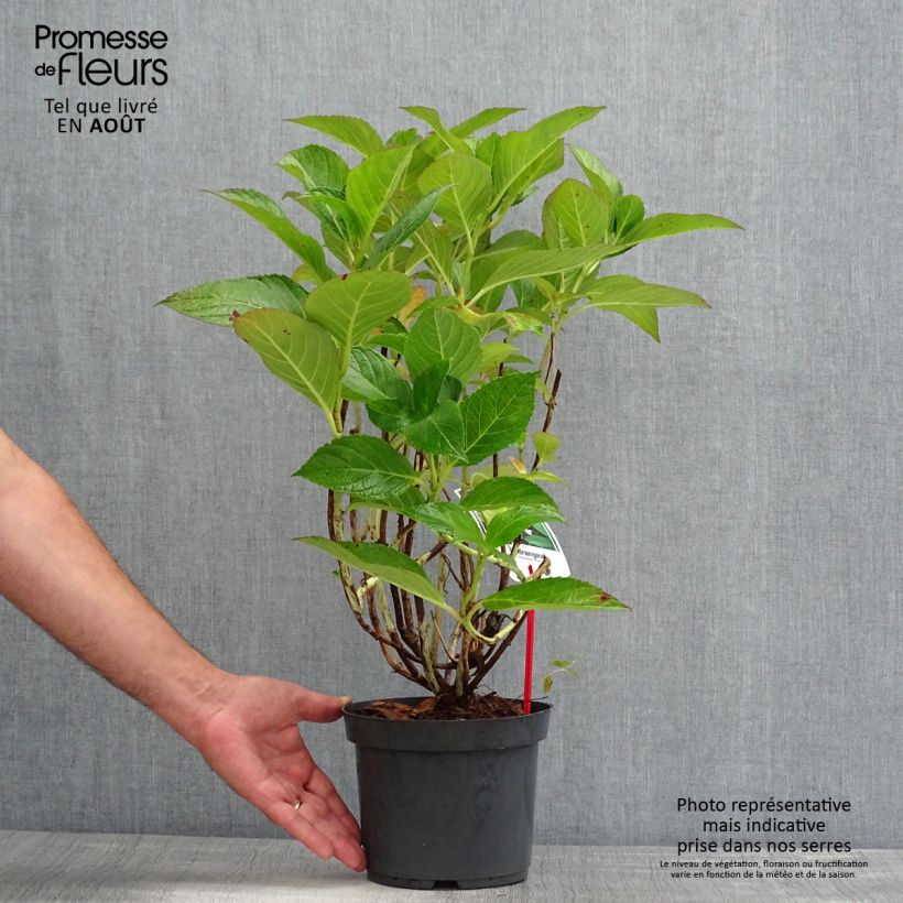 Hydrangea macrophylla Mariesii Perfecta 2L/3L potShipped height around 25/30cm sample as delivered in summer