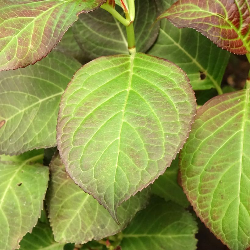 Hydrangea macrophylla Miss Saori (Foliage)