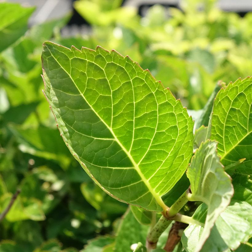 Hydrangea macrophylla Rotkehlchen (Foliage)