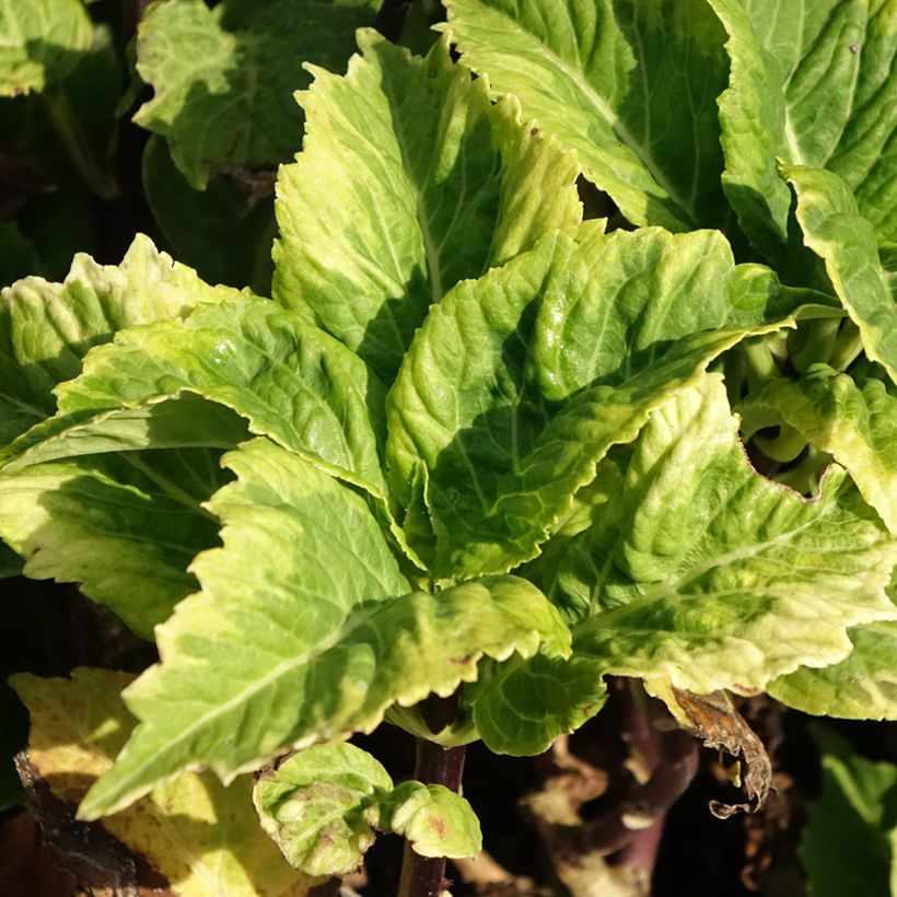 Hydrangea macrophylla So Long Aya (Foliage)