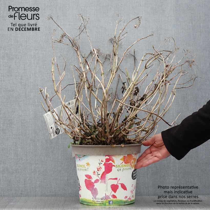 Hortensia macrophylla Stellar Bleu Pot de 7,5L/10L sample as delivered in autumn