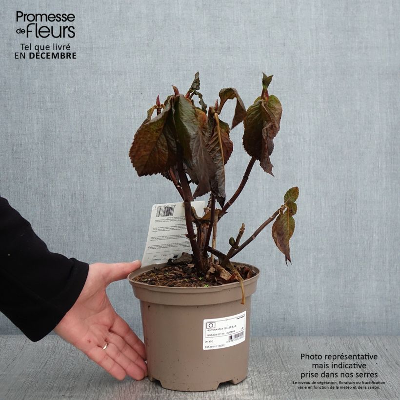 Hydrangea macrophylla Teller Blue 2L/3L pot sample as delivered in autumn
