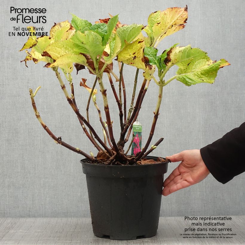 Hortensia macrophylla Teller Red en pot de 7,5L/10L sample as delivered in autumn