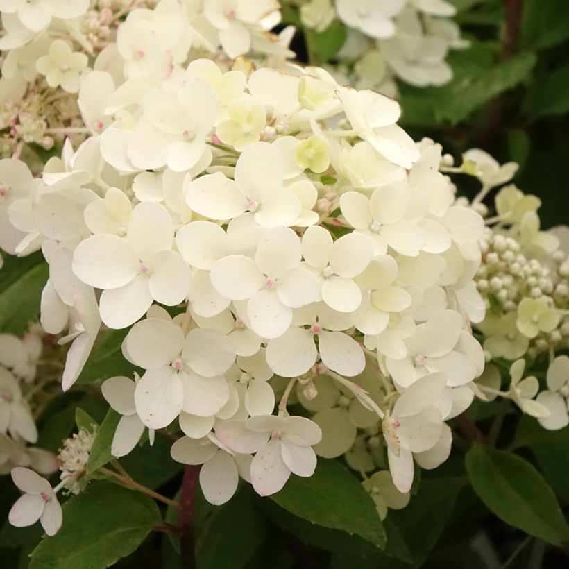 Hydrangea paniculata Petite Star (Flowering)