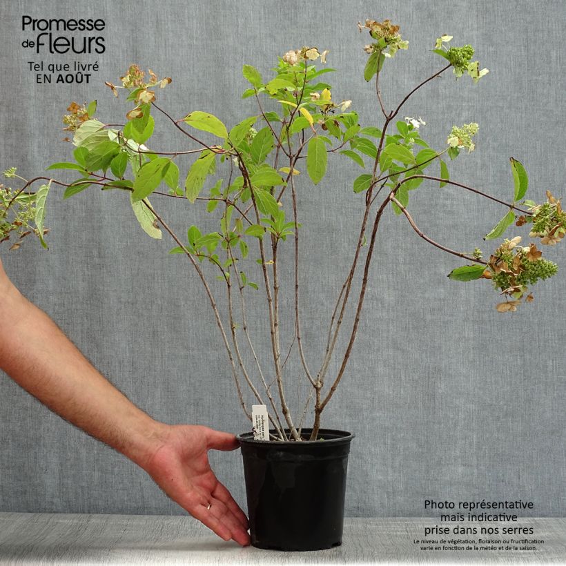Hydrangea paniculata Tardiva 2L/3L pot sample as delivered in summer