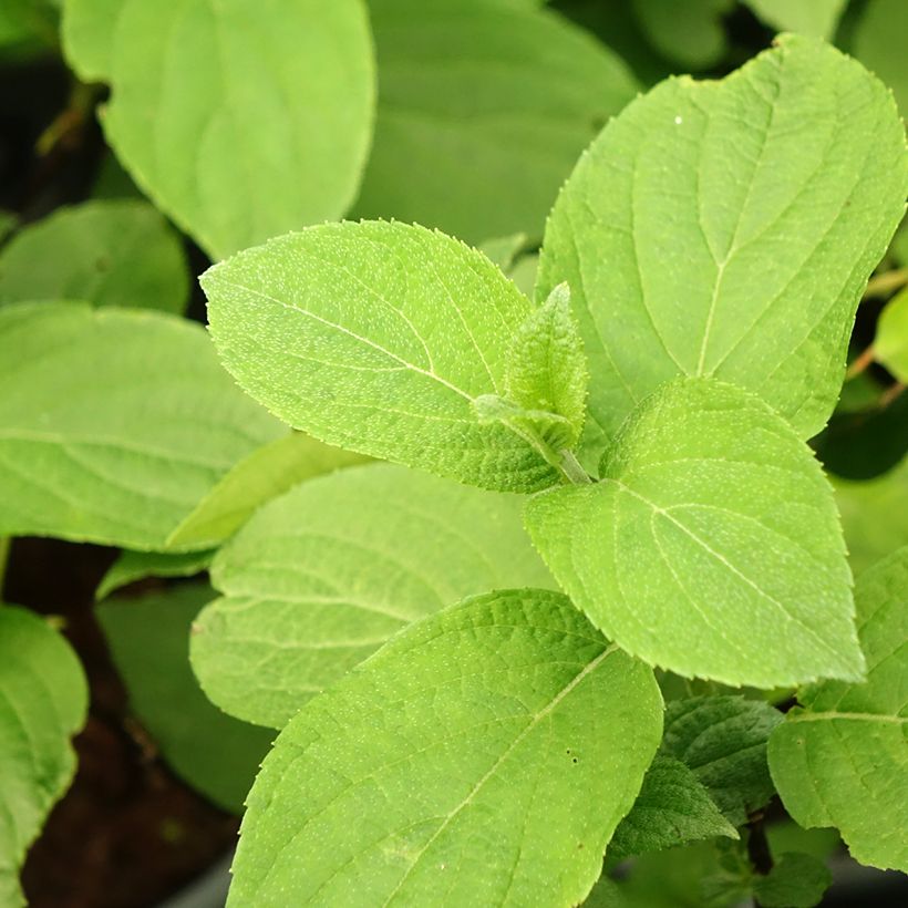 Hydrangea paniculata Living Pinky Promise (Foliage)