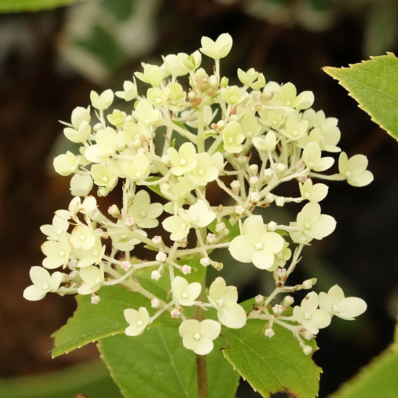 Hydrangea paniculata Pandora (Flowering)