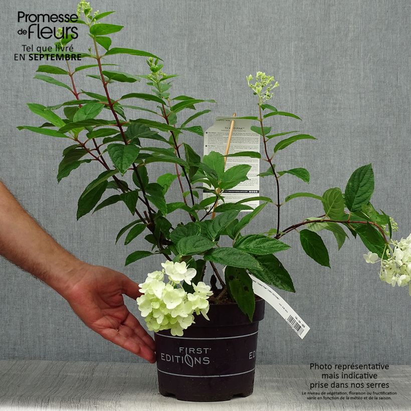 Hortensia paniculé - Hydrangea paniculata Tickled Pink livré en pot de 2l/3l sample as delivered in autumn