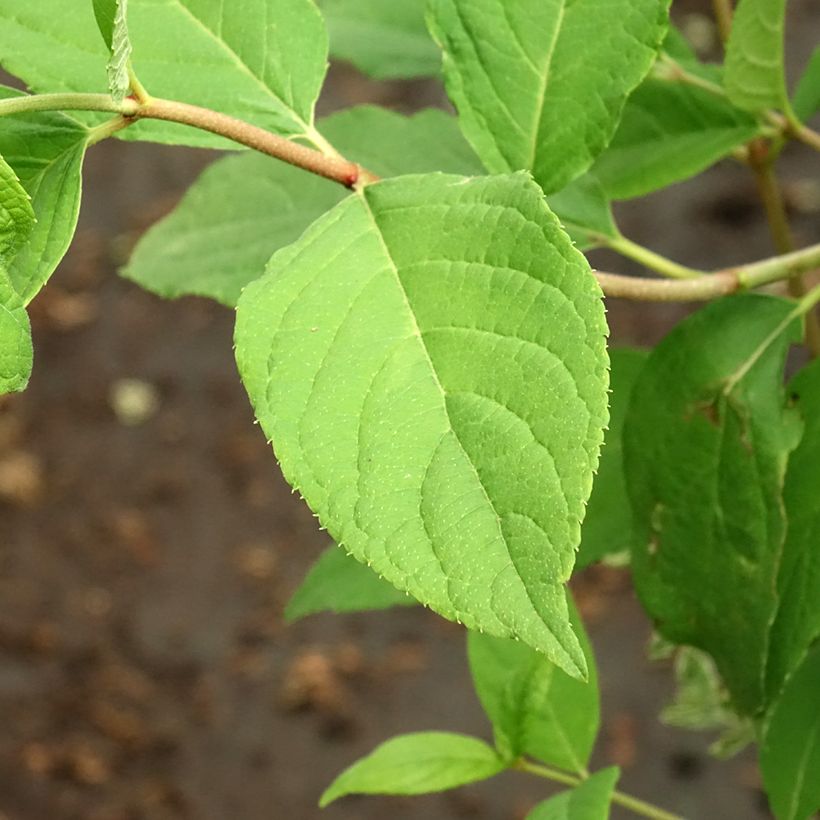 Hydrangea paniculata Tickled Pink (Foliage)