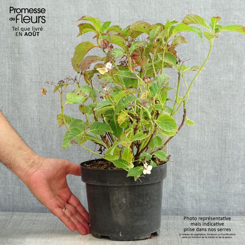 Hydrangea serrata Annies Blue - Mountain Hydrangea 2L/3L potShipped height around 25/30cm sample as delivered in summer