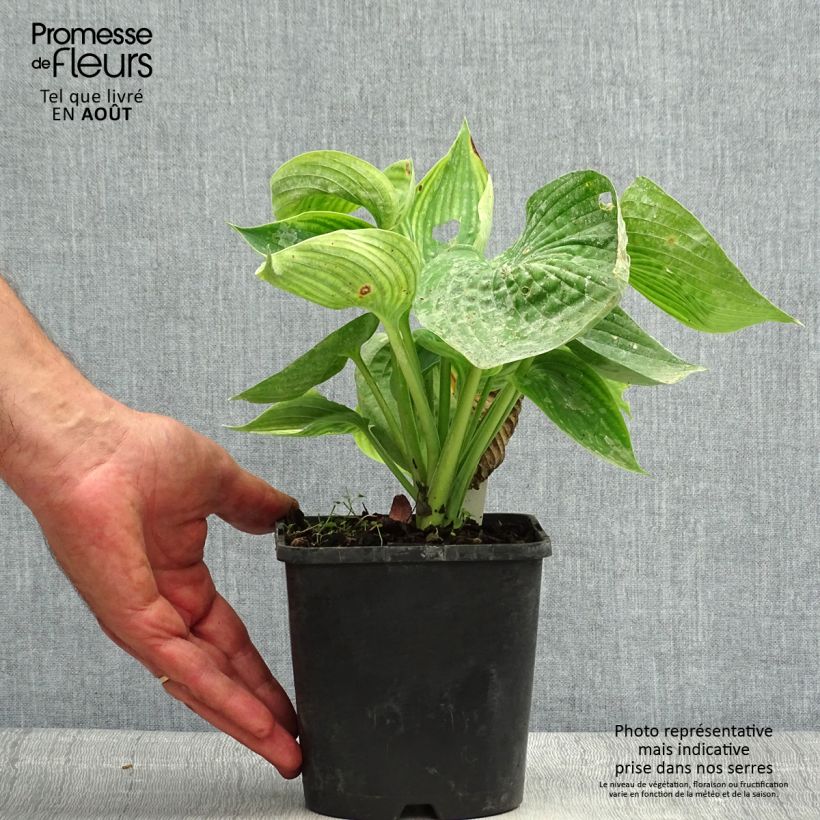 Hosta sieboldiana Abiqua Drinking Gourd 1.5L/2L pot sample as delivered in summer
