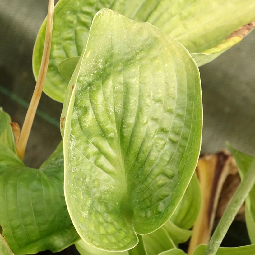 Hosta sieboldiana Abiqua Drinking Gourd (Foliage)